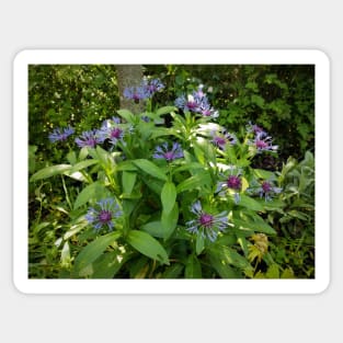 cornflower Sticker